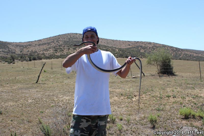 Baja California Coachwhip (Coluber fuliginosus)