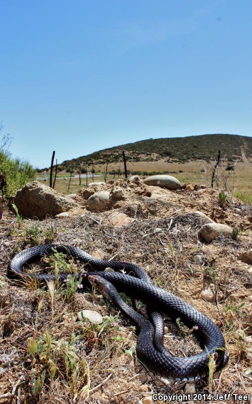 Baja California Coachwhip (Coluber fuliginosus)