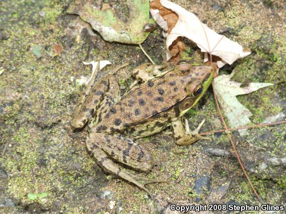 Northern Green Frog (Lithobates clamitans melanota)