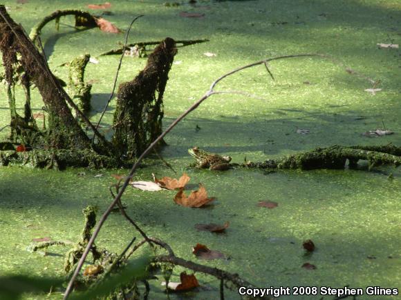 Northern Green Frog (Lithobates clamitans melanota)