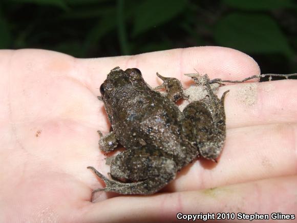 Northern Green Frog (Lithobates clamitans melanota)