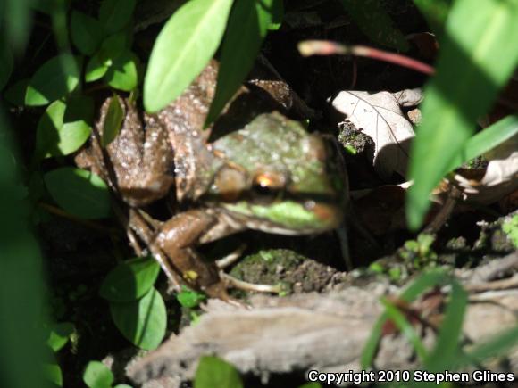 Northern Green Frog (Lithobates clamitans melanota)