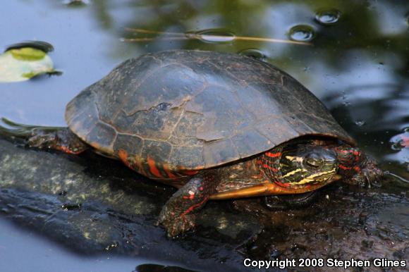 Eastern Painted Turtle (Chrysemys picta picta)