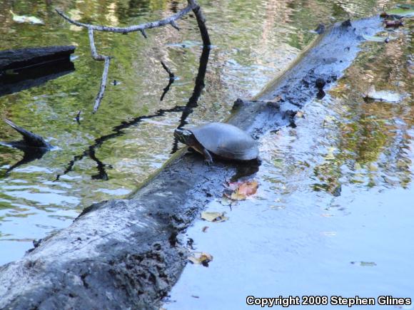 Eastern Painted Turtle (Chrysemys picta picta)