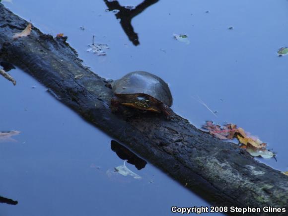 Eastern Painted Turtle (Chrysemys picta picta)