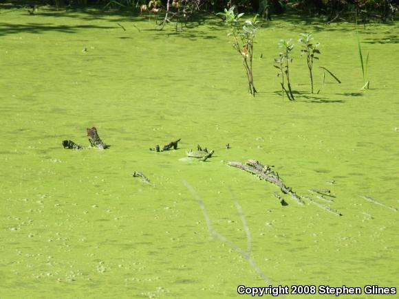 Eastern Painted Turtle (Chrysemys picta picta)