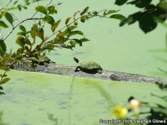 Eastern Painted Turtle (Chrysemys picta picta)