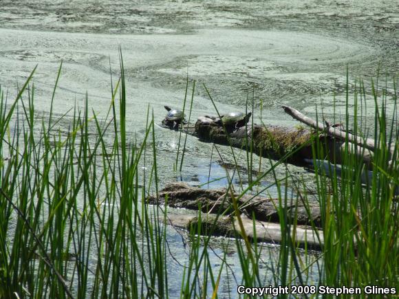 Eastern Painted Turtle (Chrysemys picta picta)