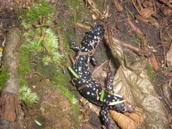 Northern Slimy Salamander (Plethodon glutinosus)