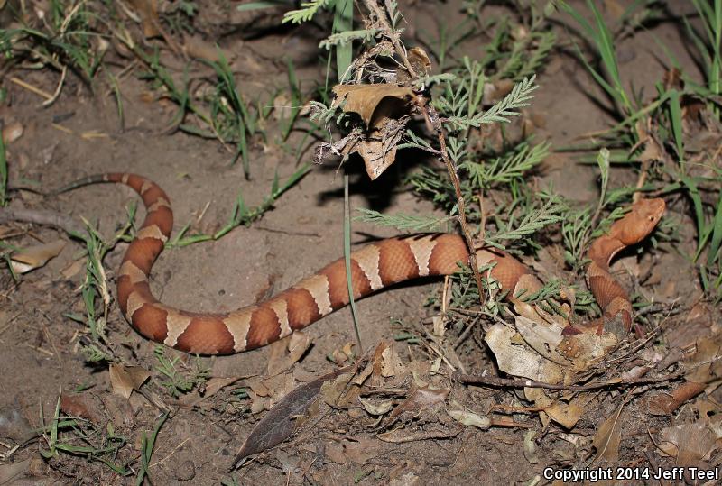 Trans-Pecos Copperhead (Agkistrodon contortrix pictigaster)