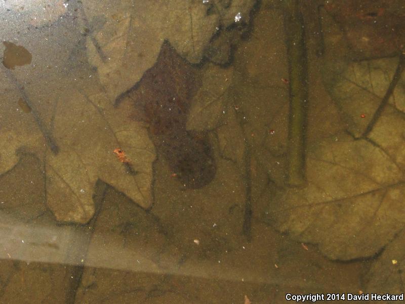 Western Lesser Siren (Siren intermedia nettingi)