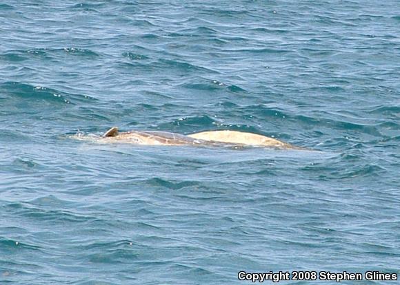 Green Sea Turtle (Chelonia mydas)