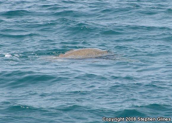 Green Sea Turtle (Chelonia mydas)