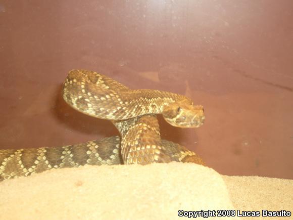 Mohave Rattlesnake (Crotalus scutulatus scutulatus)