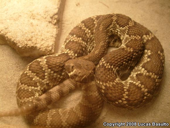 Mohave Rattlesnake (Crotalus scutulatus scutulatus)