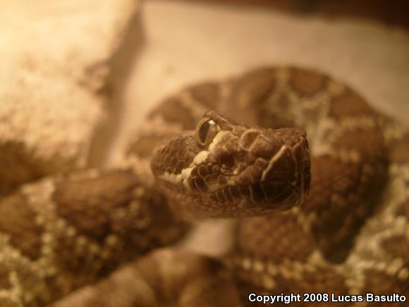 Mohave Rattlesnake (Crotalus scutulatus scutulatus)