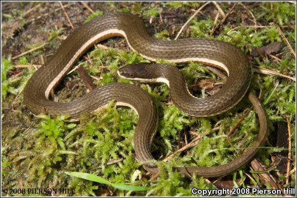 Queensnake (Regina septemvittata)