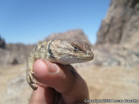 Yellow-backed Spiny Lizard (Sceloporus uniformis)