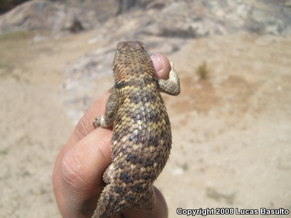 Yellow-backed Spiny Lizard (Sceloporus uniformis)