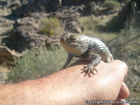 Yellow-backed Spiny Lizard (Sceloporus uniformis)