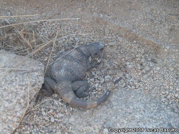 Western Chuckwalla (Sauromalus ater obesus)