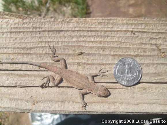 Western Long-tailed Brush Lizard (Urosaurus graciosus graciosus)