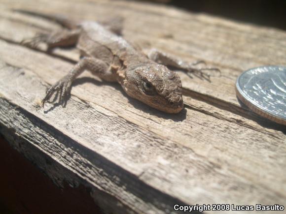 Western Long-tailed Brush Lizard (Urosaurus graciosus graciosus)