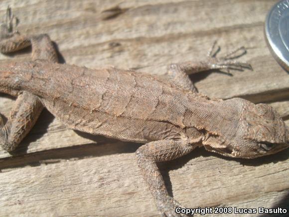 Western Long-tailed Brush Lizard (Urosaurus graciosus graciosus)