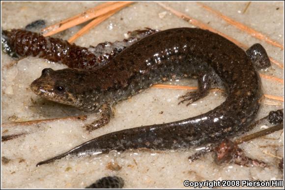 Southern Dusky Salamander (Desmognathus auriculatus)