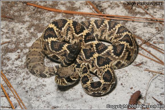 Eastern Diamond-backed Rattlesnake (Crotalus adamanteus)