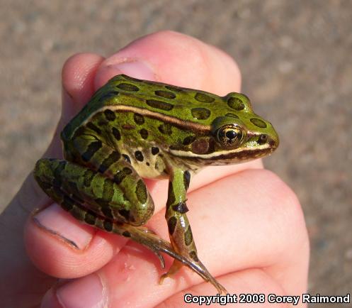 Northern Leopard Frog (Lithobates pipiens)