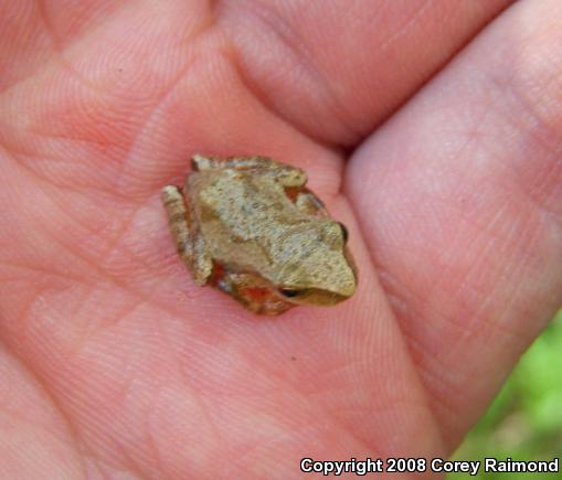 Northern Spring Peeper (Pseudacris crucifer crucifer)