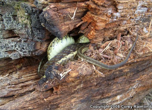 Eastern Gartersnake (Thamnophis sirtalis sirtalis)