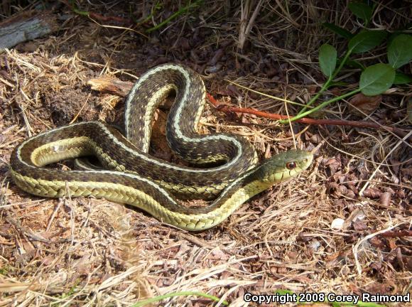 Eastern Gartersnake (Thamnophis sirtalis sirtalis)