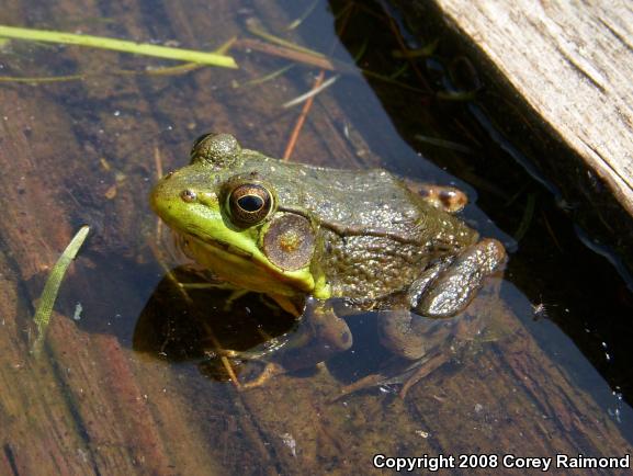 Northern Green Frog (Lithobates clamitans melanota)