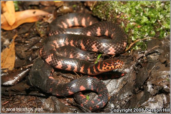 Eastern Mudsnake (Farancia abacura abacura)