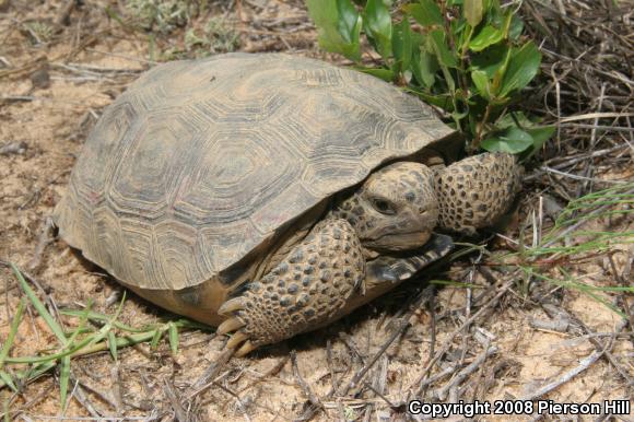 Gopher Tortoise (Gopherus polyphemus)