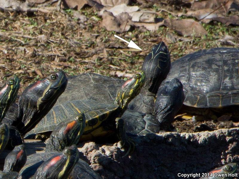 Mississippi Map Turtle (Graptemys pseudogeographica kohnii)