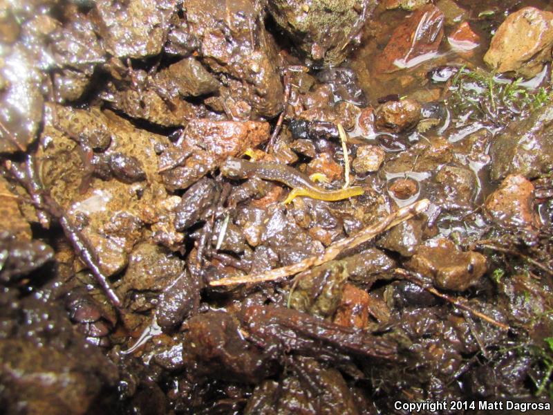 Columbia Torrent Salamander (Rhyacotriton kezeri)