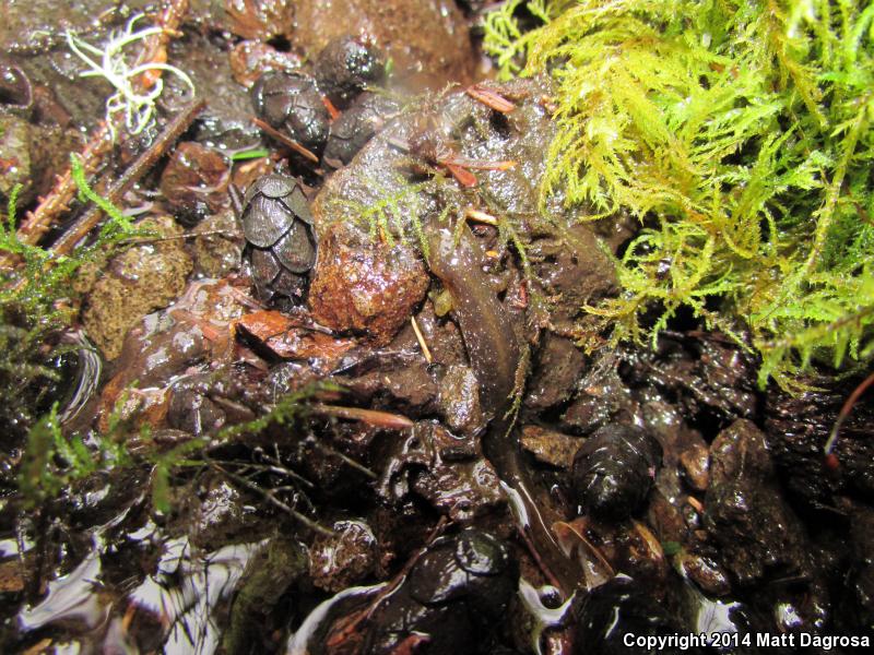 Columbia Torrent Salamander (Rhyacotriton kezeri)