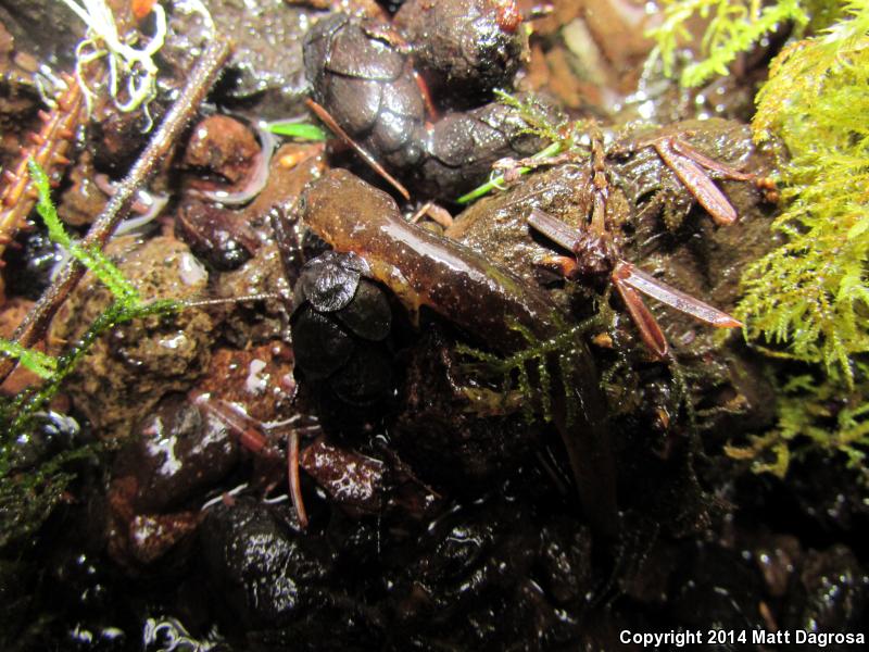 Columbia Torrent Salamander (Rhyacotriton kezeri)