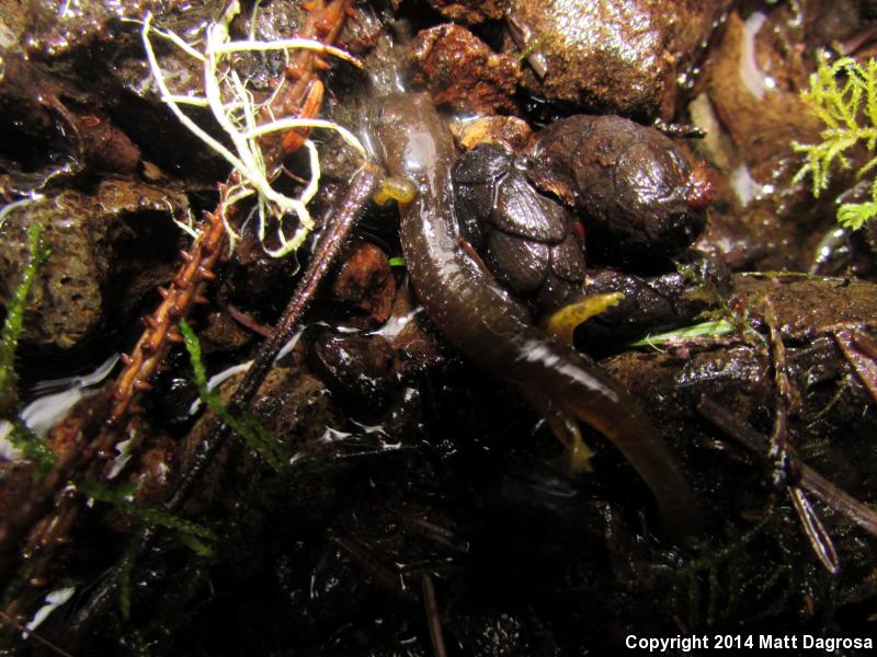 Columbia Torrent Salamander (Rhyacotriton kezeri)