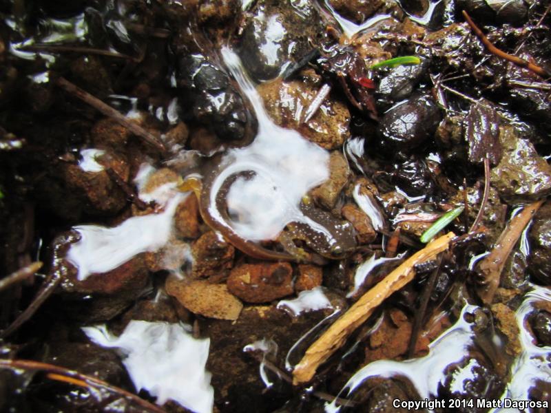 Columbia Torrent Salamander (Rhyacotriton kezeri)