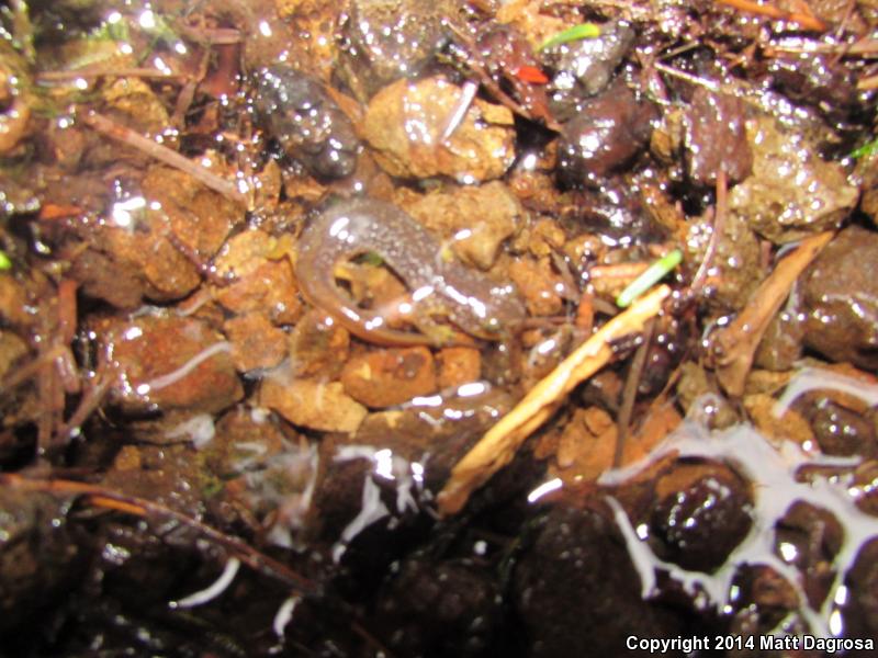 Columbia Torrent Salamander (Rhyacotriton kezeri)