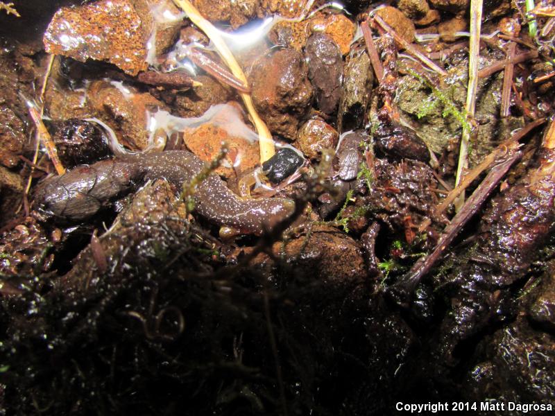 Columbia Torrent Salamander (Rhyacotriton kezeri)