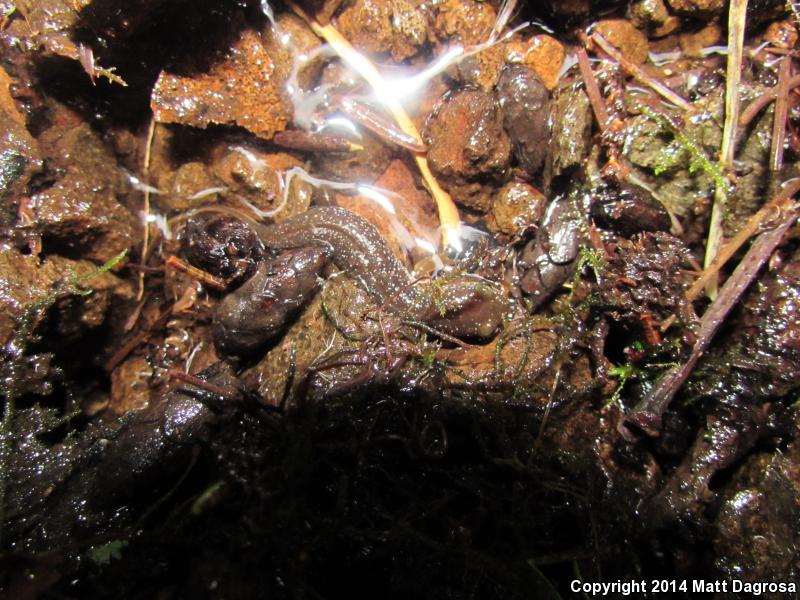 Columbia Torrent Salamander (Rhyacotriton kezeri)