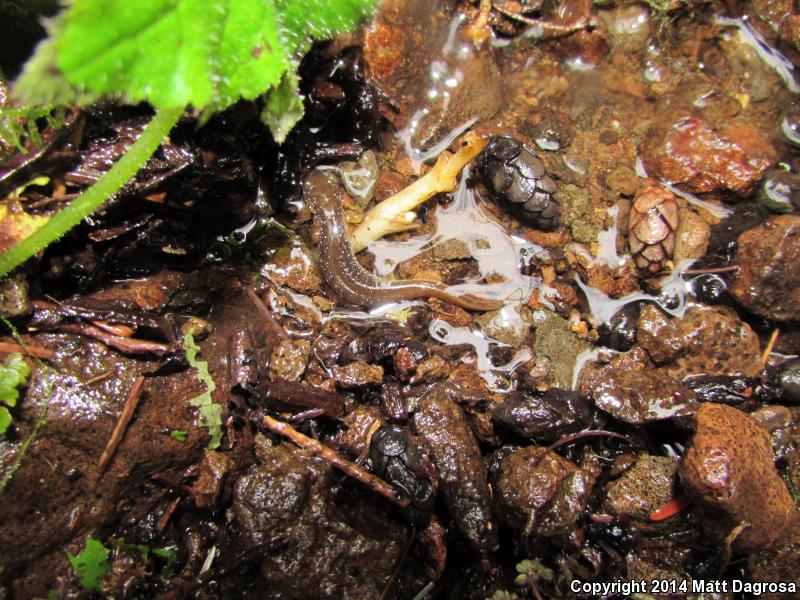 Columbia Torrent Salamander (Rhyacotriton kezeri)