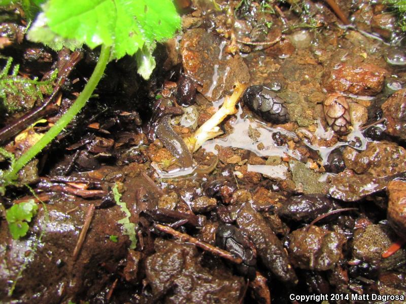 Columbia Torrent Salamander (Rhyacotriton kezeri)