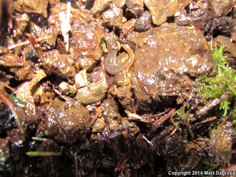 Columbia Torrent Salamander (Rhyacotriton kezeri)