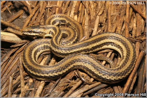 Gulf Saltmarsh Snake (Nerodia clarkii clarkii)